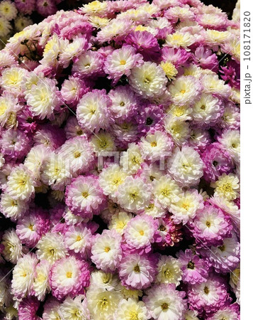 花の背景素材_小菊_フラワーガーデン 108171820