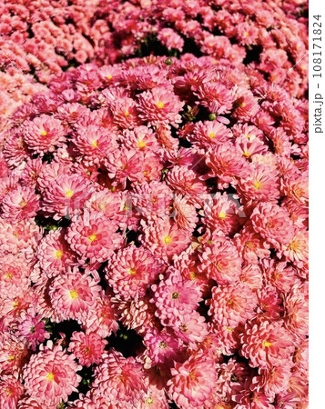 花の背景素材_小菊_フラワーガーデン 108171824