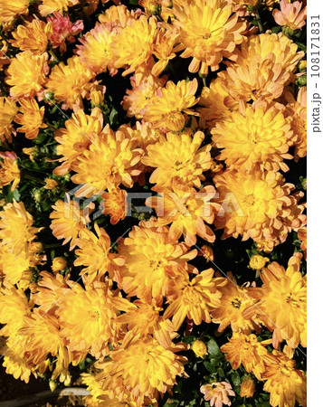 花の背景素材_小菊_フラワーガーデン 108171831