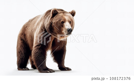 クマ　白背景 108172376