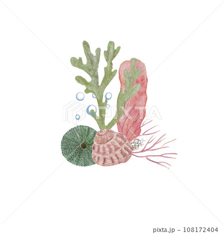 Watercolor composition shells seaweed isolated white Watercolor composition shells seaweed isolated white 108172404
