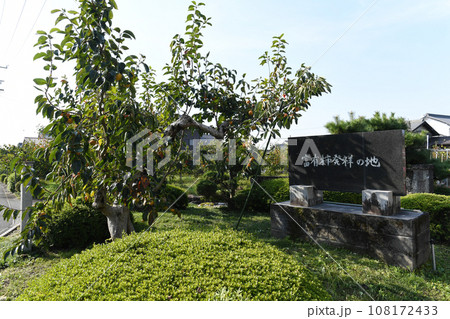 富有柿の原木 108172433