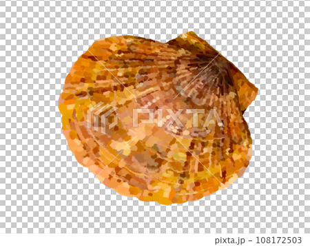 Scallops (overhead view) Scallops (overhead view) 108172503