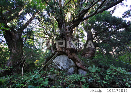 富山県魚津市 洞杉群2 108172812