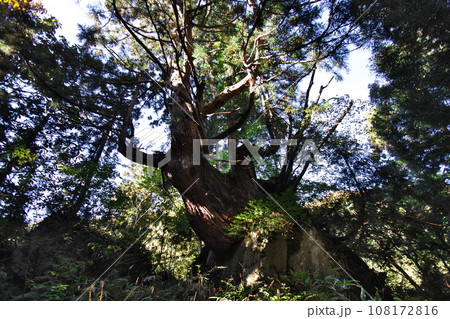 富山県魚津市 洞杉群5 富山県魚津市 洞杉群5 108172816