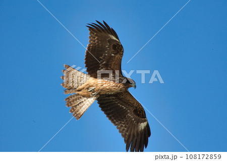 空を飛ぶトンビ 108172859