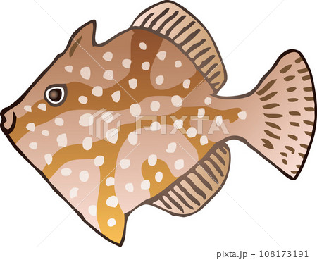 アミメハギ 108173191