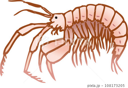 ヨコエビ ヨコエビ 108173205