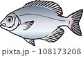 マタナゴ マタナゴ 108173208