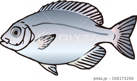 マタナゴ 108173208