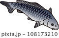 コイ コイ 108173210
