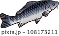 コイ コイ 108173211