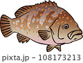 キジハタ キジハタ 108173213