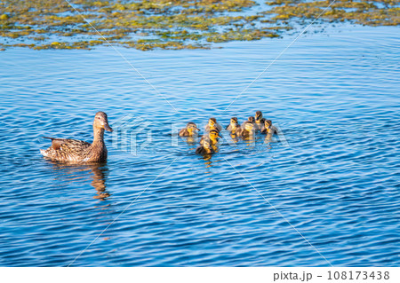 A family of ducks, a duck and its little ducklings are swimming in the water. The duck takes care of its newborn ducklings. Mallard, lat. Anas platyrhynchos 108173438