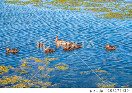 A family of ducks, a duck and its little ducklings are swimming in the water. The duck takes care of its newborn ducklings. Mallard, lat. Anas platyrhynchos A family of ducks, a duck and its little ducklings are swimming in the water. The duck takes care of its newborn ducklings. Mallard, lat. Anas platyrhynchos 108173439