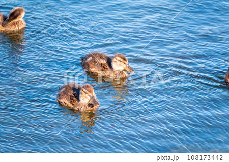 Cute little duckling swimming alone in a lake or river with calm water Cute little duckling swimming alone in a lake or river with calm water 108173442
