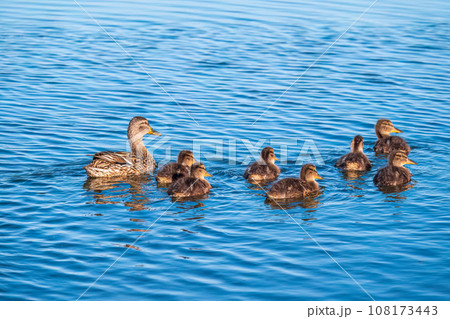 A family of ducks, a duck and its little ducklings are swimming in the water. The duck takes care of its newborn ducklings. Mallard, lat. Anas platyrhynchos A family of ducks, a duck and its little ducklings are swimming in the water. The duck takes care of its newborn ducklings. Mallard, lat. Anas platyrhynchos 108173443