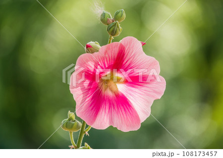 Pink flowers of Hibiscus moscheutos plant close-up. Hibiscus moscheutos, swamp hibiscus, 108173457
