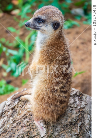 Meerkat, Suricata suricatta, on hind legs. Portrait of meerkat standing on hind legs with alert expression. Portrait of a funny meerkat sitting on its hind legs. 108173459