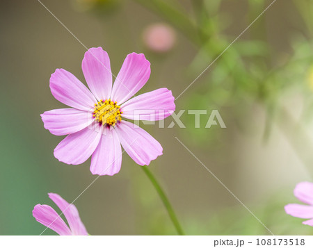 Beautiful purple Cosmos flower on green blured background. Cosmos bipinnatus, commonly called the garden cosmos or Mexican aster. 108173518