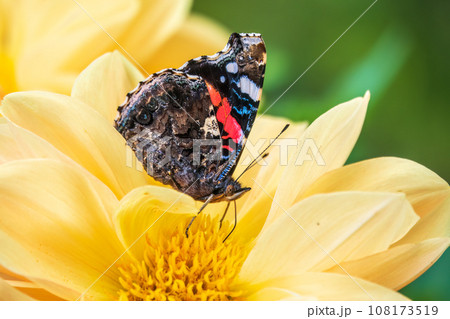 Indian red admiral butterfly, Vanessa vulcania, collects nectar on a yellow flower closeup. Indian red admiral butterfly, Vanessa vulcania, collects nectar on a yellow flower closeup. 108173519