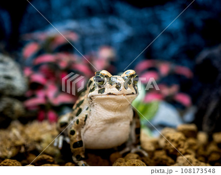 エジプトミドリヒキガエル エジプトミドリヒキガエル 108173548