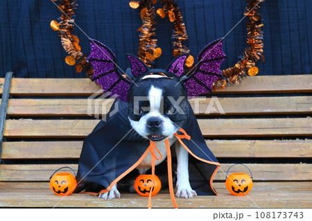ハロウィンのコスプレをしてベンチに座って可愛く見つめるボストンテリアのマイティ君♡ ハロウィンのコスプレをしてベンチに座って可愛く見つめるボストンテリアのマイティ君♡ 108173743
