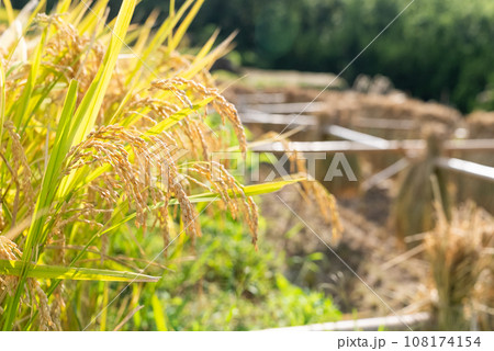 稲穂 稲穂 108174154
