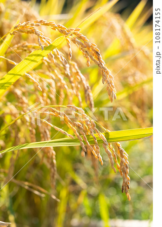 稲穂 108174155