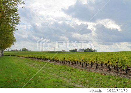 フランス ボルドーの北側にあるワインの有名産地メドック地区のブドウ畑 108174179