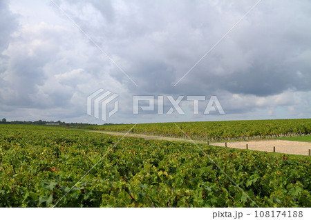 フランス ボルドーの北側にあるワインの有名産地メドック地区のブドウ畑 108174188