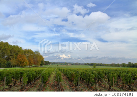 フランス ボルドーの北側にあるワインの有名産地メドック地区のブドウ畑 108174191
