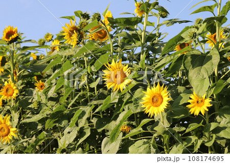 秋の庭に咲くヒマワリの花が青空に映える様子 108174695