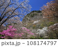 屏風岩とりどりの桜色 108174797