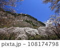 屏風岩の桜 108174798