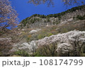 屏風岩の桜2 108174799