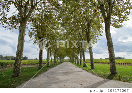 フランス ボルドーの北側にあるワインの有名産地メドック地区にある五大シャトーのシャトーマルゴー前並木 108175067