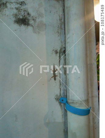 Small house gecko on dirty wall. Hemidactylus frenatus geckos climbing on wall 108175489