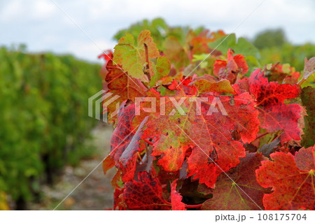 フランス ボルドーの北側にあるワインの有名産地メドック地区のブドウ畑　紅葉した葉 108175704