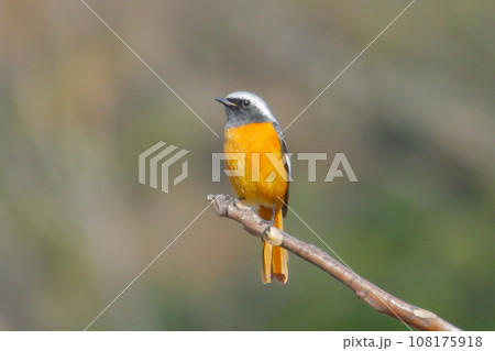 枝に止まるオスのジョウビタキ 108175918
