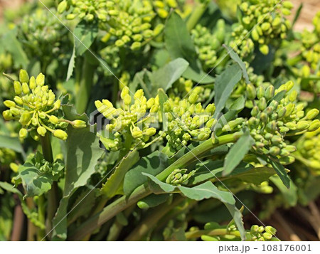 収穫したノラボウナの蕾 収穫したノラボウナの蕾 108176001