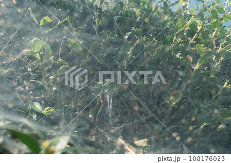 生垣に蜘蛛の巣が張る 生垣に蜘蛛の巣が張る 108176023