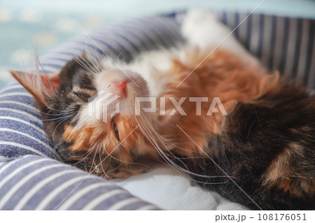 三毛猫の子猫 108176051