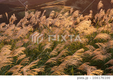 夕日に照らされるススキ 108176100