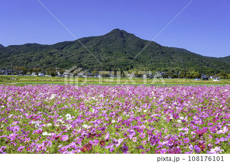 地元で古くから親しまれている飯盛山とやよいの風公園の満開のコスモス（福岡市西区） 108176101