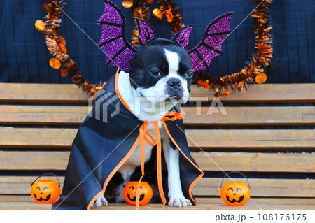 ハロウィンの仮装でベンチに座って見つめるボストンテリアのマイティ君♡ 108176175