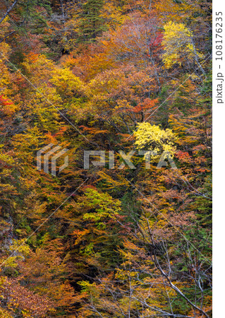岩手県葛根田渓谷の紅葉 岩手県葛根田渓谷の紅葉 108176235