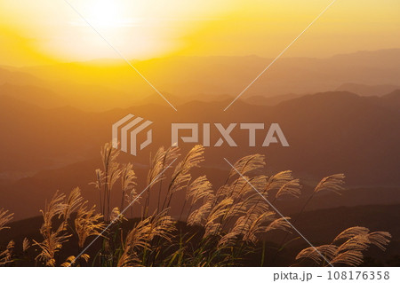 夕日に照らされるススキ 108176358
