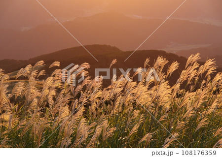 秋の部子山 能楽の里牧場跡からのススキと夕方の眺め 福井県今立郡池田町 秋の部子山 能楽の里牧場跡からのススキと夕方の眺め 福井県今立郡池田町 108176359