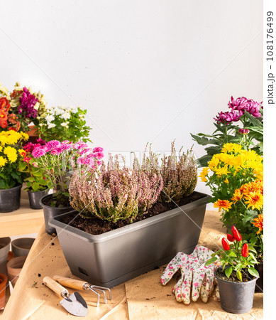 Planting fall flowers 108176499